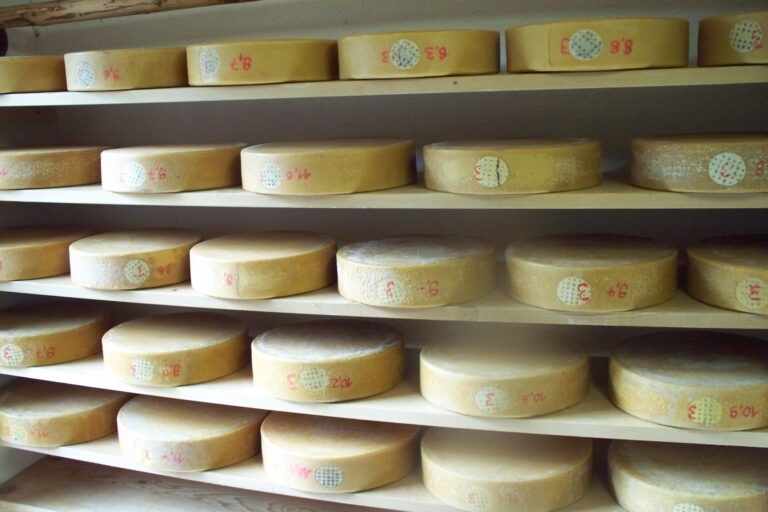 Rows of aging cheese wheels on wooden shelves