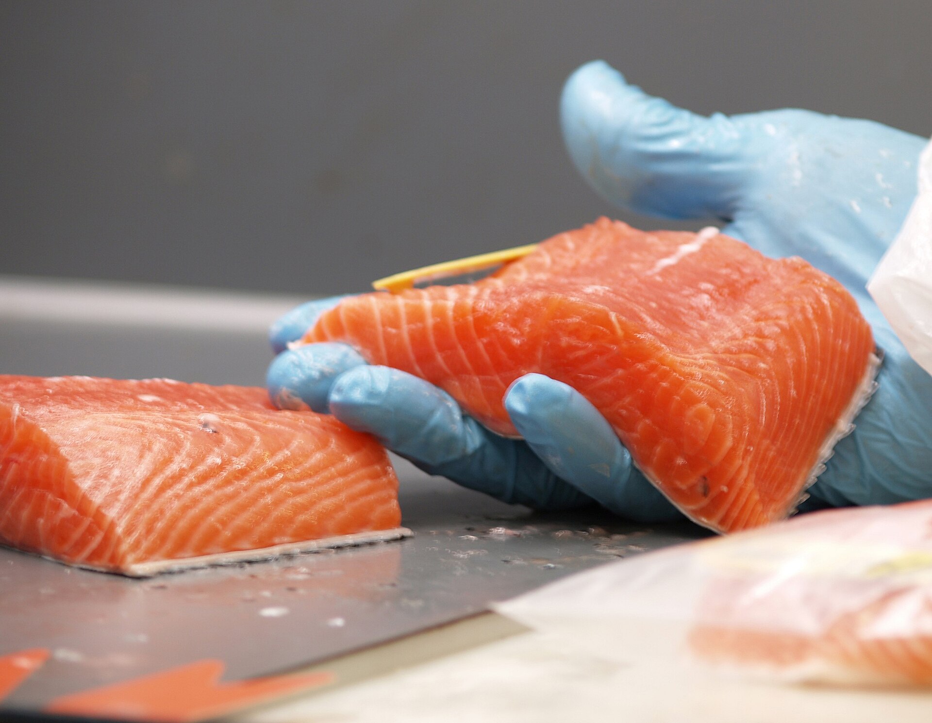 Gloved worker handling trimmed Atlantic salmon fillets on a processing line