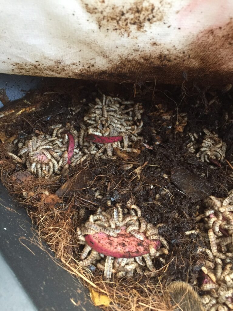 Black soldier fly larvae feeding on food scraps