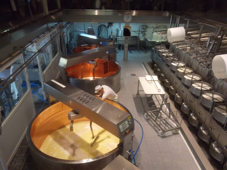 Curds being separated from whey in a Swiss cheese factory