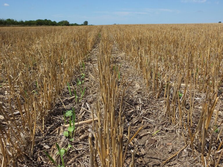 Cover crop seedlings emerging through crop residue in South Dakota
