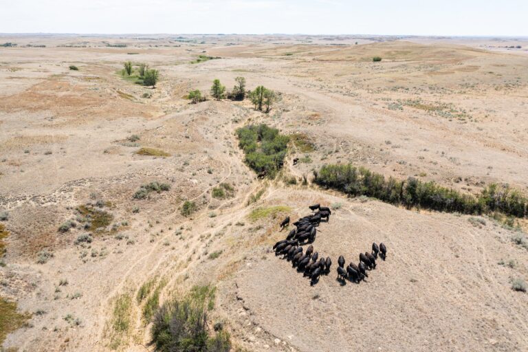 Aerial view of cattle on drought-stricken ranchland in Montana