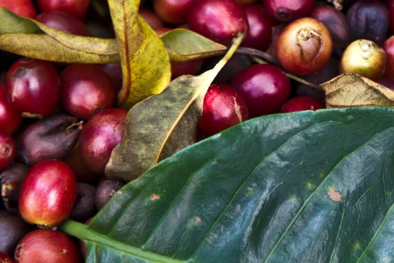 Freshly harvested red coffee cherries