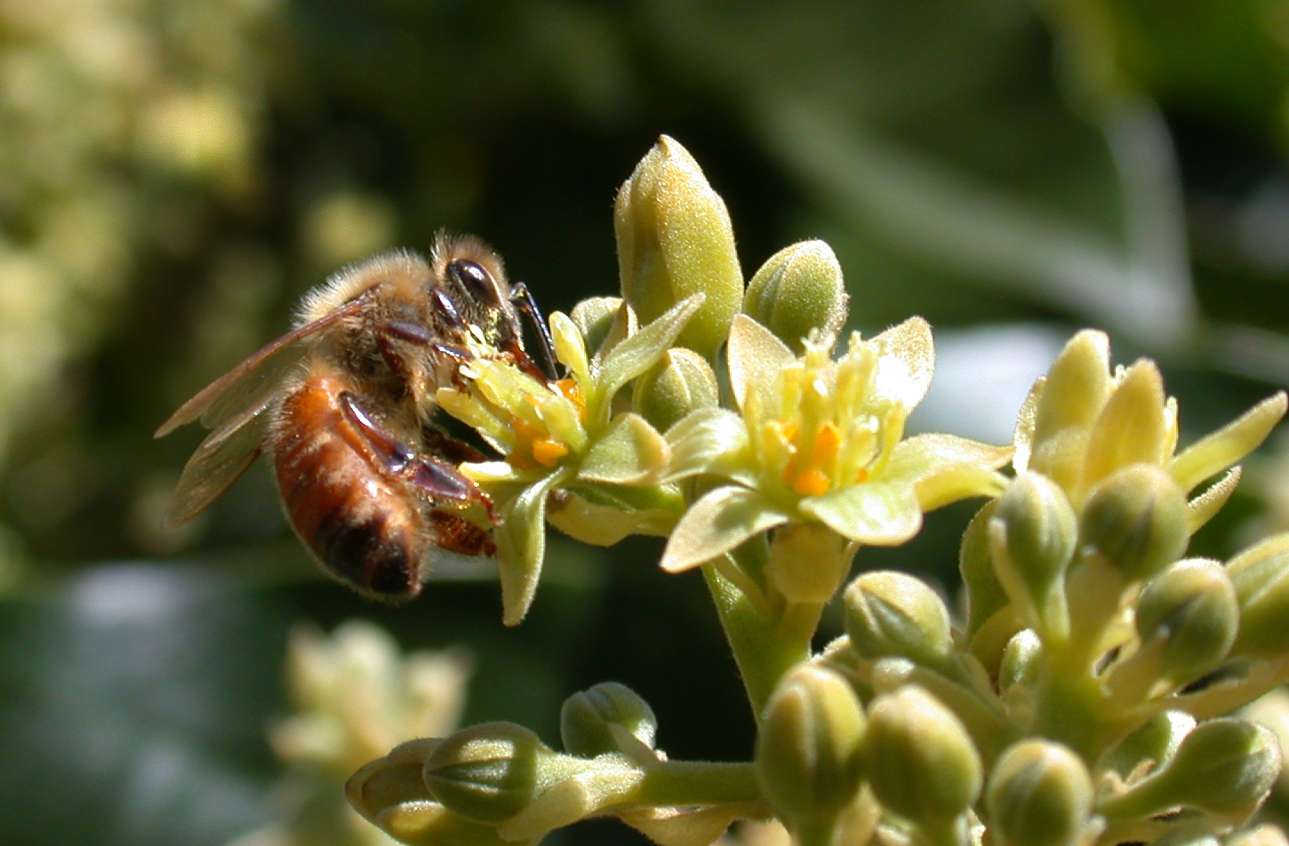 Honeybee pollinating a Zutano avocado flower, the crop BloomX's Yahav 2400 system is designed to pollinate