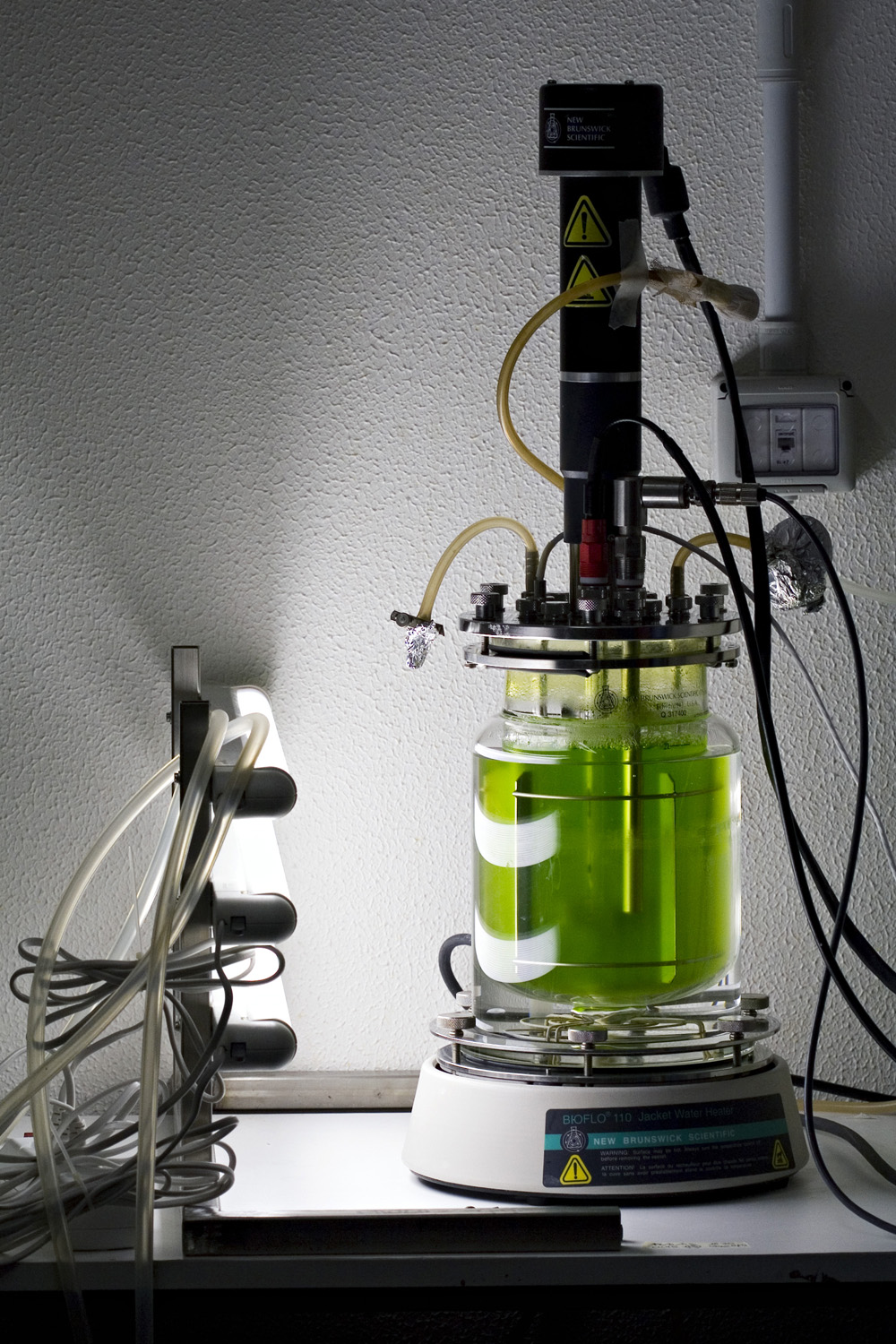 Green microalgae culture in a laboratory glass bioreactor, the type of light-dependent organism Brevel grows with illuminated fermentation