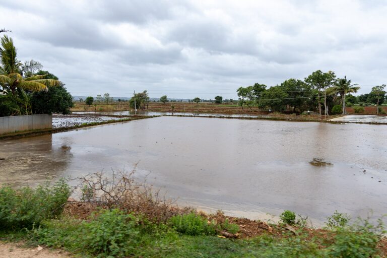 Flooded rice paddy field in Raichur district, Karnataka, India, with standing water across the field during the monsoon
