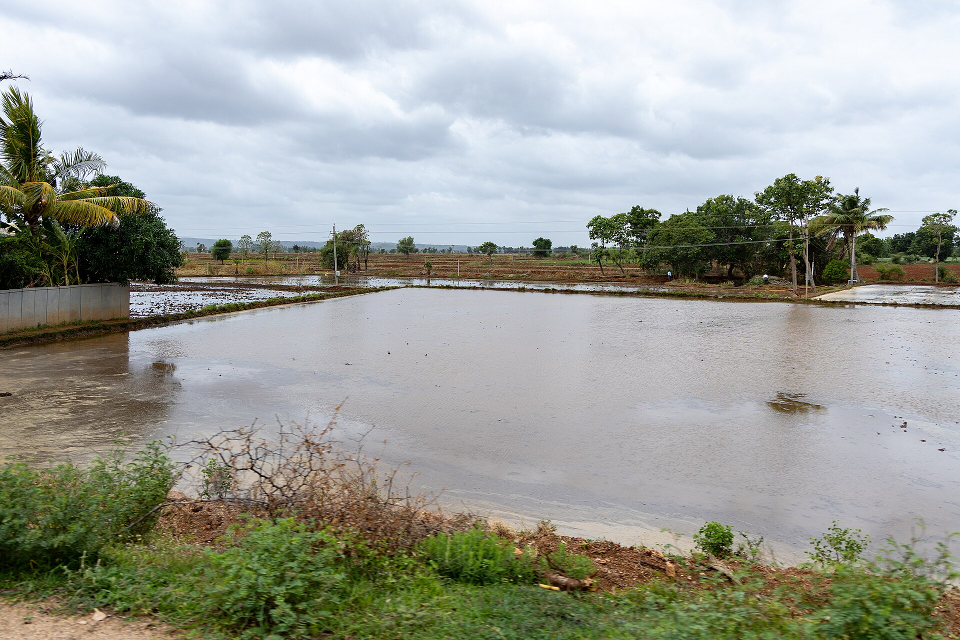 Flooded rice paddy field in Raichur district, Karnataka, India, with standing water across the field during the monsoon