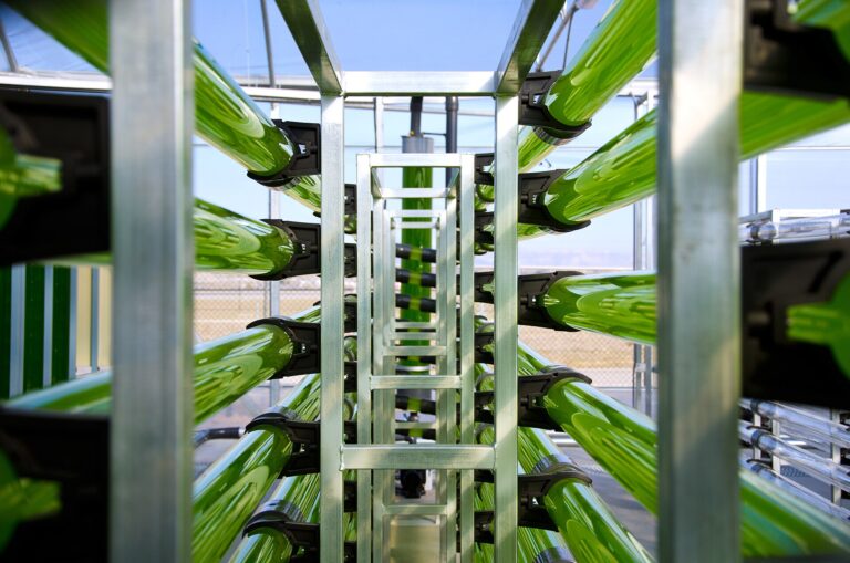Tubular photobioreactors used to cultivate microalgae