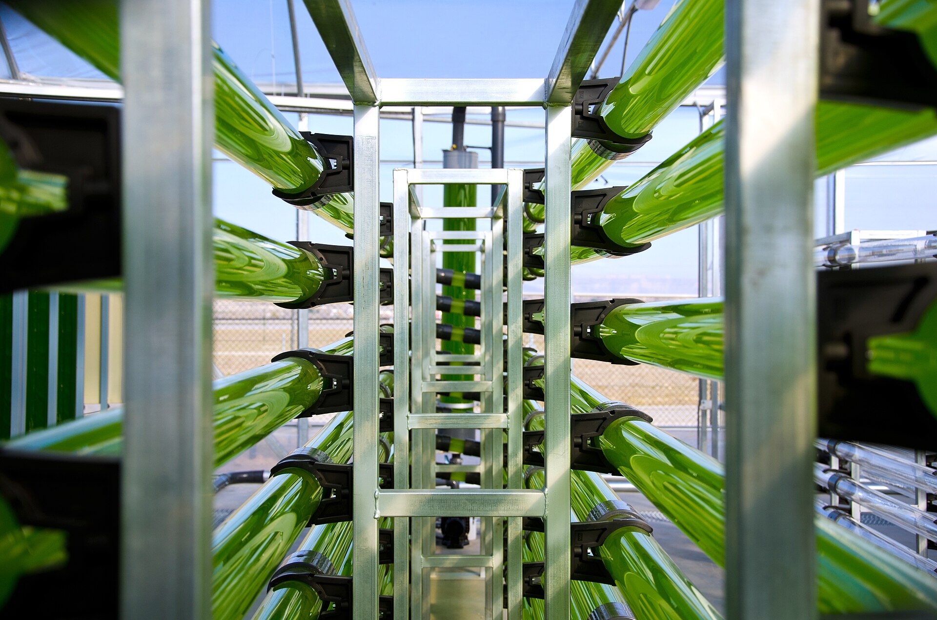 Tubular photobioreactors used to cultivate microalgae