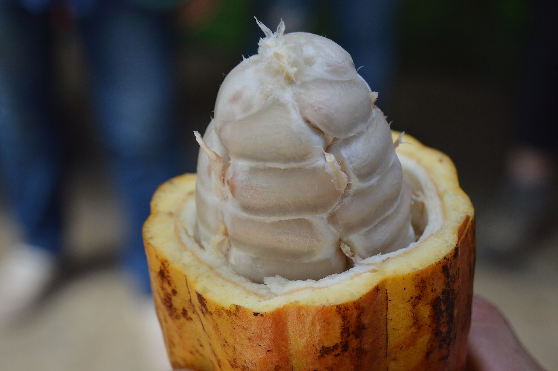 Open cocoa pod showing pulp-covered cocoa beans, the crop Galy reproduces through plant cell culture