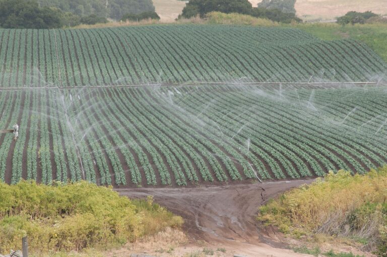 Sprinkler irrigation over rows of leafy greens on a farm in California's Salinas Valley
