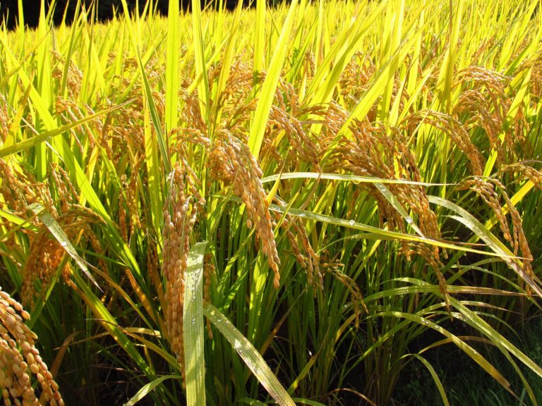 Ripening ears of rice (Oryza sativa) in a paddy field