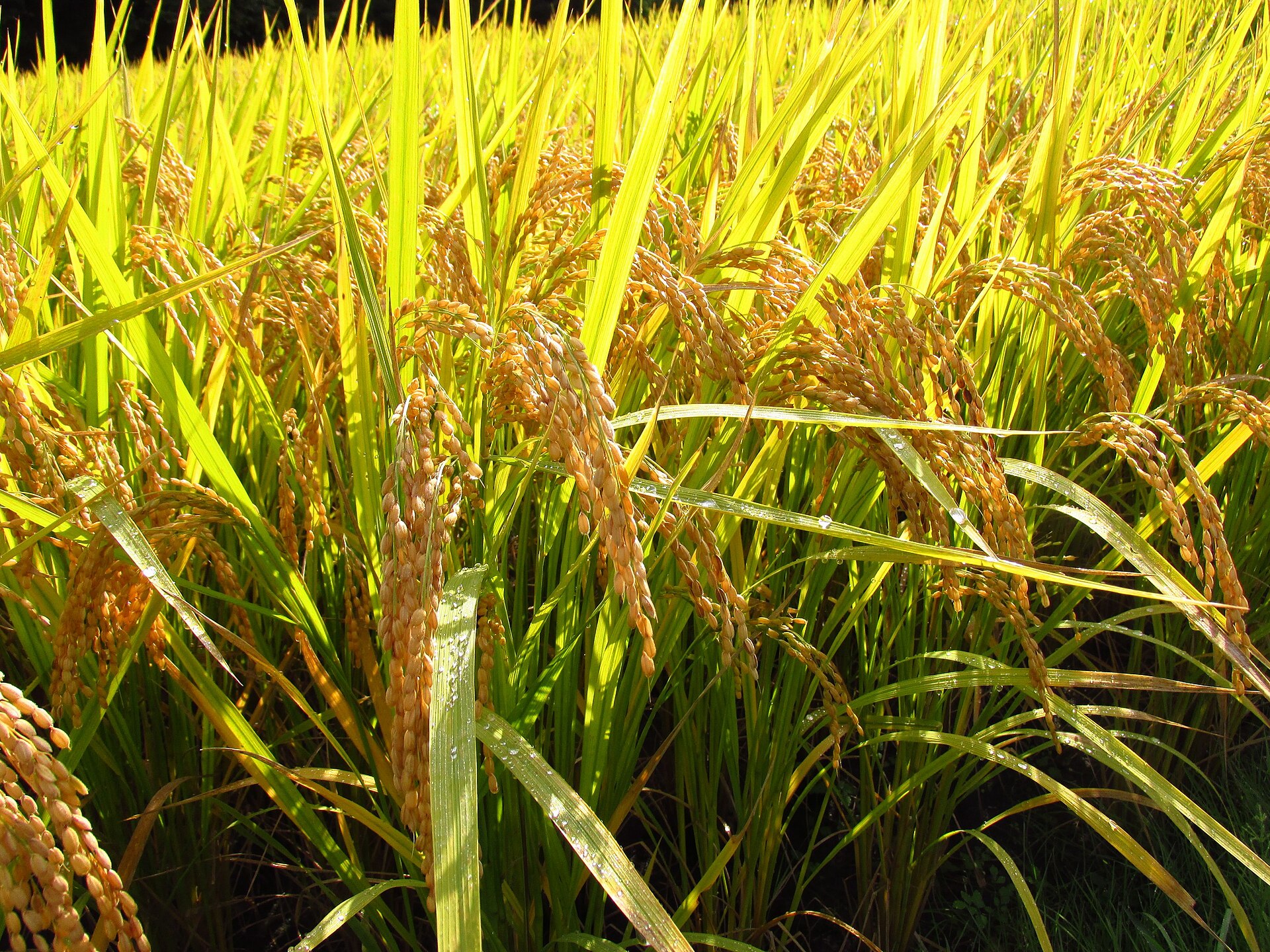 Ripening ears of rice (Oryza sativa) in a paddy field