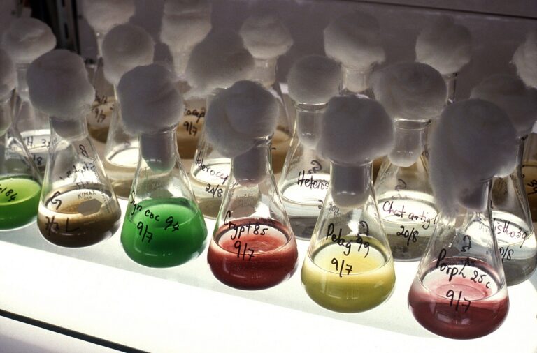 Cotton-stoppered laboratory flasks holding green, red and yellow microalgae cultures