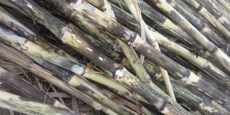 Freshly harvested sugarcane stalks, the feedstock for sugar and molasses