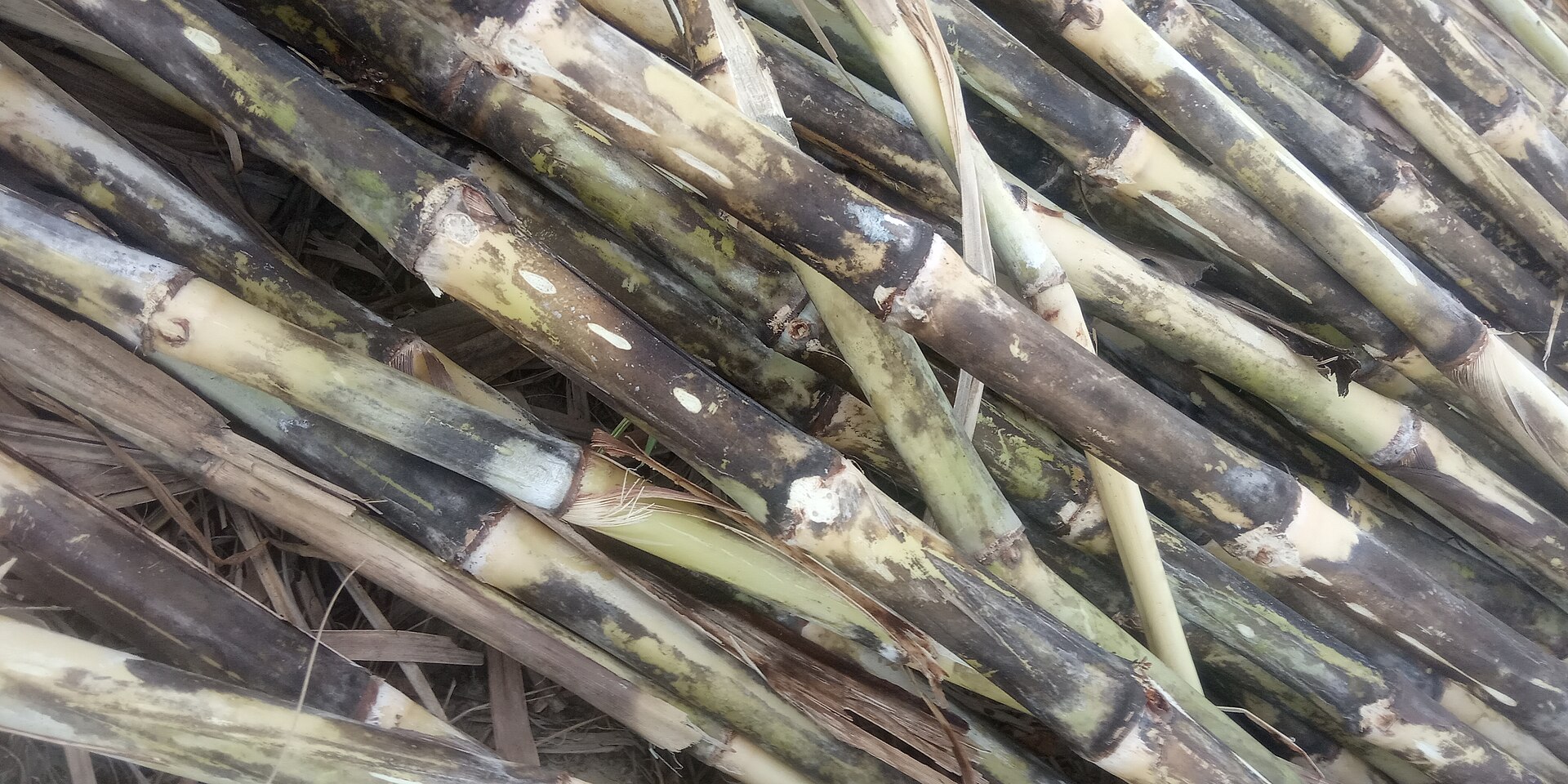 Freshly harvested sugarcane stalks, the feedstock for sugar and molasses