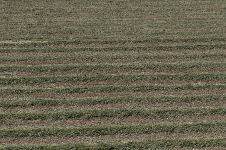 Freshly cut alfalfa lying in rows in a field; Leaft Foods extracts Rubisco protein from alfalfa leaves