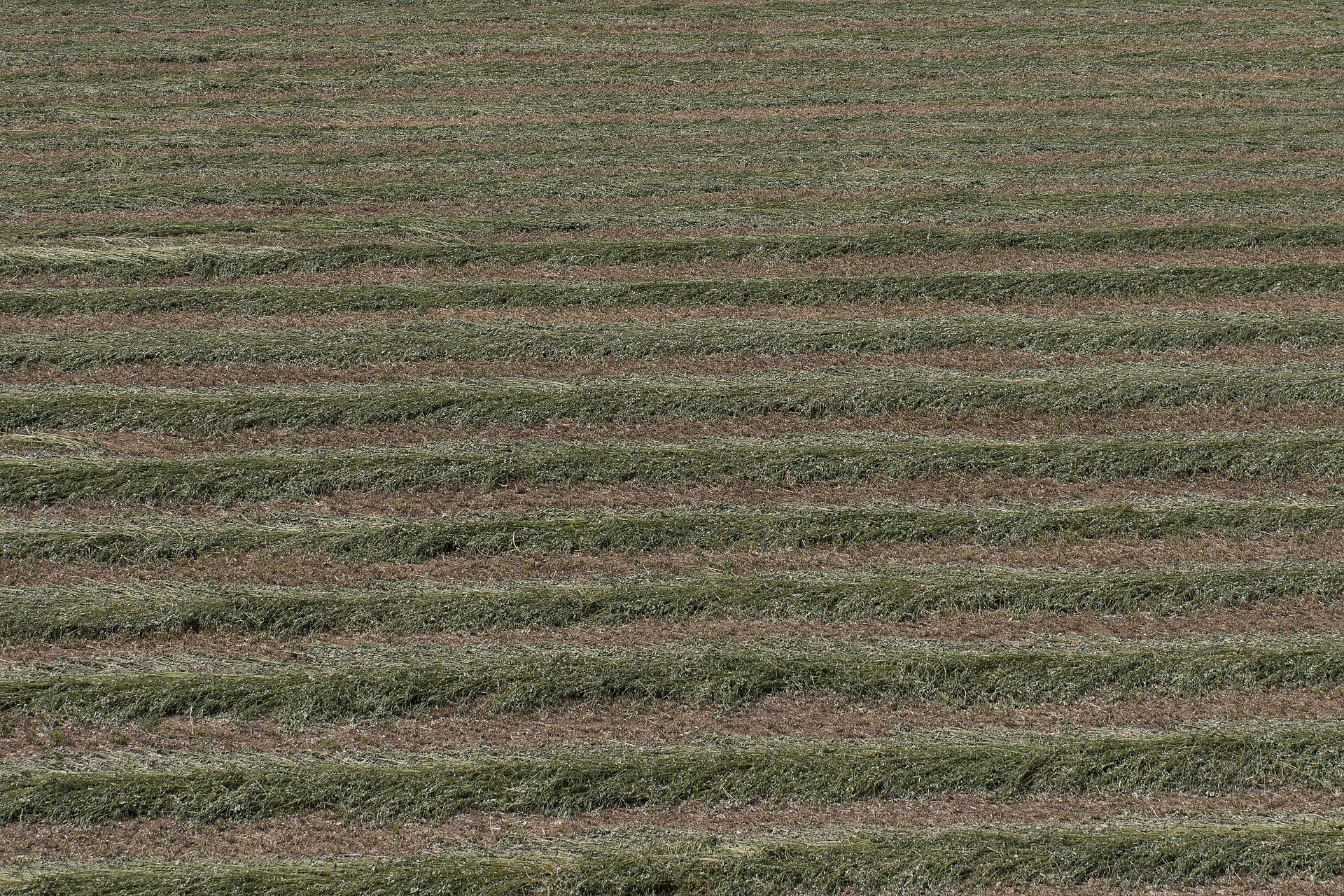 Freshly cut alfalfa lying in rows in a field; Leaft Foods extracts Rubisco protein from alfalfa leaves
