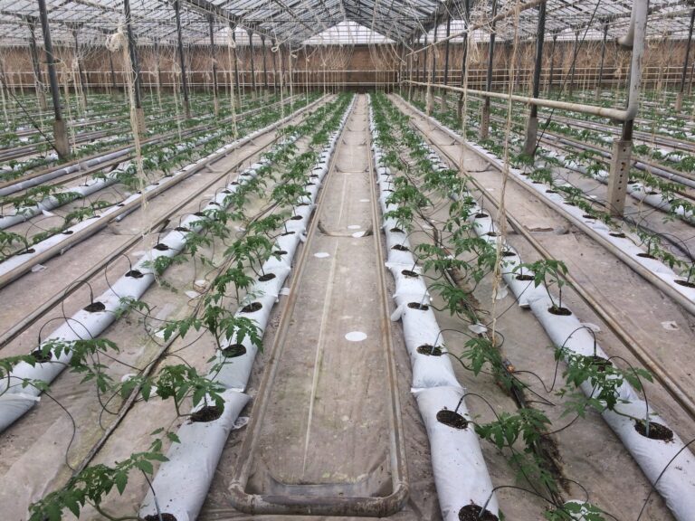 Rows of plants growing in a hydroponic greenhouse