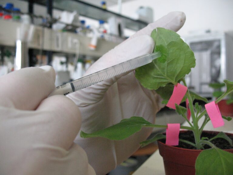 Scientist infiltrating a Nicotiana benthamiana leaf, a standard molecular farming technique
