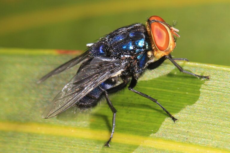 New World screwworm fly (Cochliomyia hominivorax) on a leaf