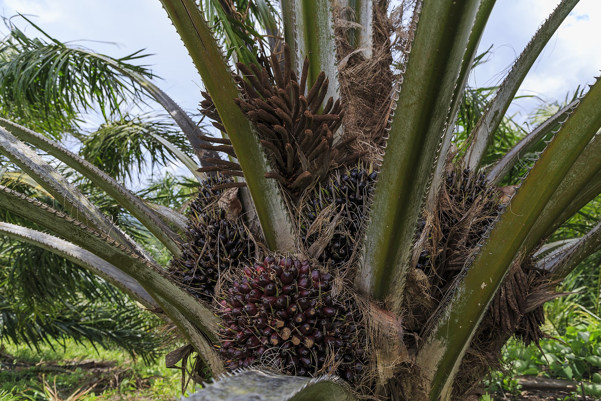 Oil palm fruit bunches growing on a palm tree at an estate in Sabah, Malaysia