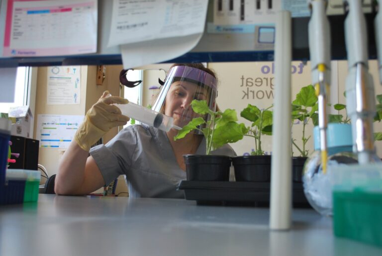 Researcher working with plants used as biofactories for producing proteins in a laboratory