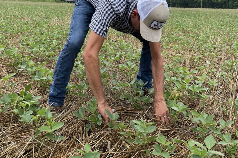 Researcher inspecting cover crops at the University of Missouri Center for Regenerative Agriculture