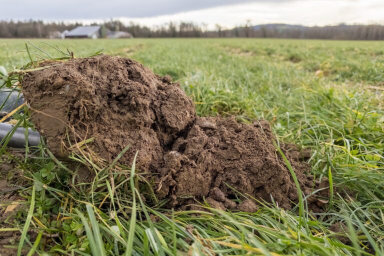 Soil sample from a regeneratively farmed field showing dense root growth