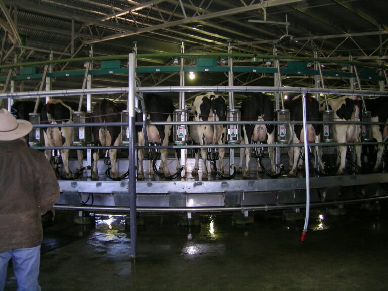 Dairy cows in a computerised 80-stand rotary milking parlour in New South Wales