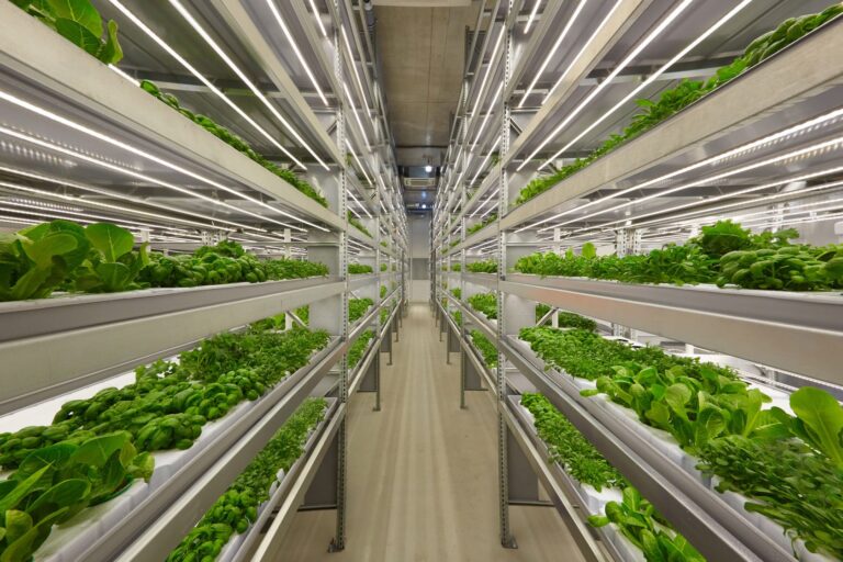 Rows of leafy greens in a hydroponic vertical farm in Finland